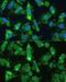 Enolase 1 antibody, GTX55604, GeneTex, Immunocytochemistry image 