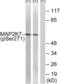 Mitogen-Activated Protein Kinase Kinase 7 antibody, abx012611, Abbexa, Western Blot image 