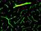Oligodendrocyte Transcription Factor 2 antibody, NBP1-28667, Novus Biologicals, Immunohistochemistry frozen image 