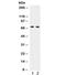 Polo Like Kinase 1 antibody, R32133, NSJ Bioreagents, Western Blot image 