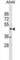 TSPY Like 1 antibody, abx031157, Abbexa, Western Blot image 