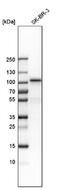 Ribosomal Protein S6 Kinase A5 antibody, NBP1-82618, Novus Biologicals, Western Blot image 