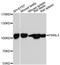 Piwi Like RNA-Mediated Gene Silencing 4 antibody, A13201, ABclonal Technology, Western Blot image 