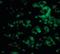 C1q And TNF Related 1 antibody, orb86698, Biorbyt, Immunofluorescence image 
