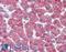 CYSLTR2 antibody, LS-A512, Lifespan Biosciences, Immunohistochemistry paraffin image 