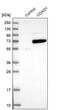 Coenzyme A Synthase antibody, PA5-54743, Invitrogen Antibodies, Western Blot image 