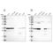 Leucine Rich Repeat Containing 59 antibody, NBP1-93953, Novus Biologicals, Western Blot image 