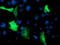 Osm antibody, TA503461, Origene, Immunofluorescence image 