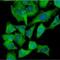 Hexokinase 1 antibody, NBP1-04295, Novus Biologicals, Immunofluorescence image 