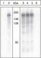 Insulin Receptor Substrate 1 antibody, 44-814G, Invitrogen Antibodies, Western Blot image 