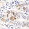 Nanog Homeobox antibody, IHC-00205, Bethyl Labs, Immunohistochemistry paraffin image 