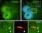 Heat Shock Protein Family B (Small) Member 11 antibody, 15732-1-AP, Proteintech Group, Immunofluorescence image 