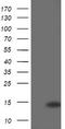 Cyclin Dependent Kinase Inhibitor 2B antibody, LS-C174215, Lifespan Biosciences, Western Blot image 