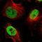 CTF antibody, HPA007533, Atlas Antibodies, Immunofluorescence image 