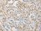 Aprataxin And PNKP Like Factor antibody, LS-C401264, Lifespan Biosciences, Immunohistochemistry frozen image 