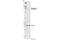 Cyclin D1 antibody, 3300S, Cell Signaling Technology, Western Blot image 