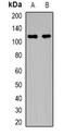 Protein Phosphatase 1 Regulatory Subunit 12A antibody, orb382446, Biorbyt, Western Blot image 