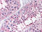 Prostaglandin E Synthase antibody, TA317208, Origene, Immunohistochemistry frozen image 