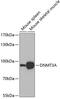 DNA Methyltransferase 3 Alpha antibody, GTX33161, GeneTex, Western Blot image 