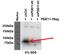 Phosphodiesterase 11A antibody, GTX14624, GeneTex, Western Blot image 