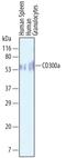 CD300a Molecule antibody, AF2640, R&D Systems, Western Blot image 