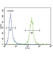 Iron Responsive Element Binding Protein 2 antibody, abx026945, Abbexa, Western Blot image 