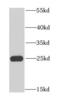 NFU1 Iron-Sulfur Cluster Scaffold antibody, FNab05714, FineTest, Western Blot image 