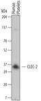 C-Type Lectin Domain Family 1 Member B antibody, MAB1718, R&D Systems, Western Blot image 