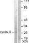 CCNG1 antibody, abx013056, Abbexa, Western Blot image 