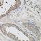 Granulin Precursor antibody, LS-C747542, Lifespan Biosciences, Immunohistochemistry frozen image 