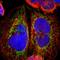 Armadillo Repeat Containing 10 antibody, HPA011057, Atlas Antibodies, Immunofluorescence image 