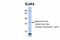 Gap Junction Protein Alpha 4 antibody, ARP36603_P050, Aviva Systems Biology, Western Blot image 