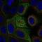 Adenylate Cyclase 5 antibody, PA5-67466, Invitrogen Antibodies, Immunofluorescence image 