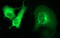 Ankyrin Repeat Domain 49 antibody, LS-C338429, Lifespan Biosciences, Immunofluorescence image 