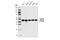 Protein Tyrosine Phosphatase Non-Receptor Type 2 antibody, 58935S, Cell Signaling Technology, Western Blot image 