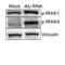 Interleukin 1 Receptor Associated Kinase 4 antibody, TA354510, Origene, Western Blot image 