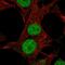 Dehydrogenase/Reductase 12 antibody, HPA057028, Atlas Antibodies, Immunofluorescence image 