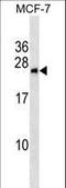 BCL2 Interacting Protein 1 antibody, LS-C159179, Lifespan Biosciences, Western Blot image 