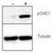 SUMO1 Activating Enzyme Subunit 1 antibody, NBP1-78069, Novus Biologicals, Western Blot image 