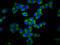 Gasdermin A antibody, CSB-PA850415LA01HU, Cusabio, Immunofluorescence image 