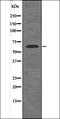 SHC Adaptor Protein 3 antibody, orb335980, Biorbyt, Western Blot image 