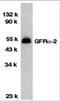 GDNF family receptor alpha-2 antibody, 1135, ProSci Inc, Western Blot image 
