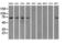 Cytochrome P450 Oxidoreductase antibody, LS-C784401, Lifespan Biosciences, Western Blot image 