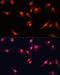 Kruppel Like Factor 5 antibody, 18-896, ProSci, Immunofluorescence image 
