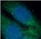 Thioredoxin Related Transmembrane Protein 4 antibody, FNab08814, FineTest, Immunofluorescence image 