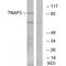 TNF Alpha Induced Protein 3 antibody, A00224, Boster Biological Technology, Western Blot image 