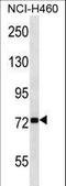 Zinc Finger Protein 441 antibody, LS-C160877, Lifespan Biosciences, Western Blot image 