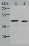 NGG1 Interacting Factor 3 Like 1 antibody, TA323880, Origene, Western Blot image 