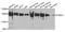 Pitrilysin Metallopeptidase 1 antibody, A08969, Boster Biological Technology, Western Blot image 