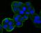 DNA Damage Inducible Transcript 4 antibody, NBP2-80416, Novus Biologicals, Immunofluorescence image 